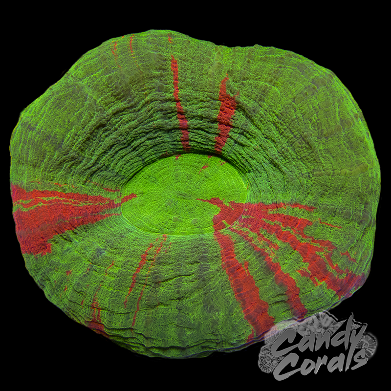 Assorted Bleeding Apple Scoly