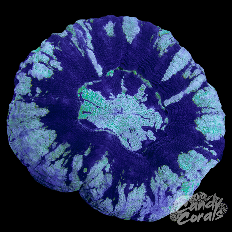 Purple And White Scoly WYSIWYG 1