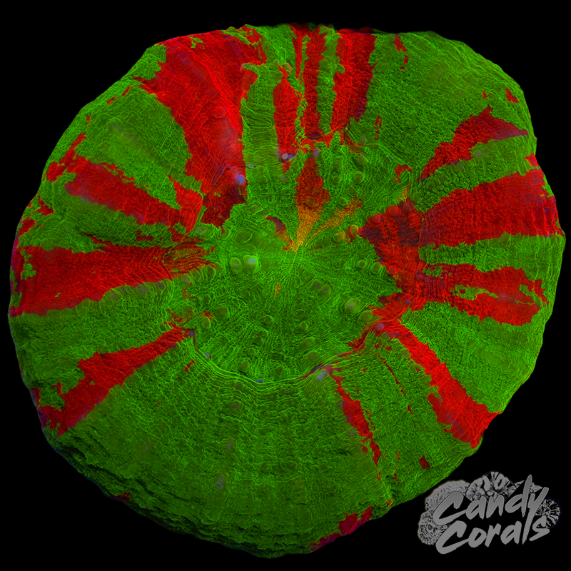 Ultra Scoly WYSIWYG 33