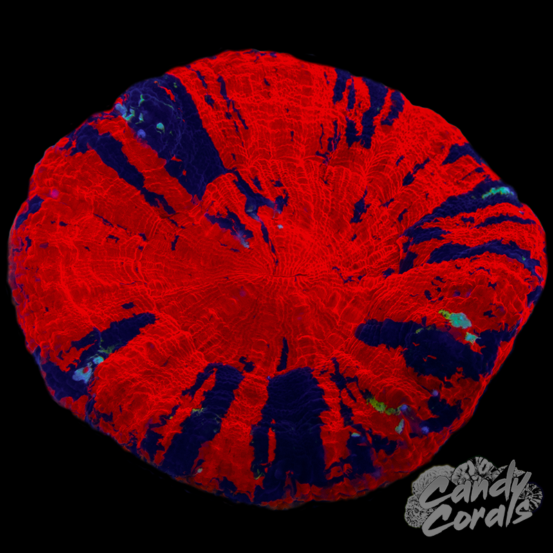 War Paint Scoly WYSIWYG 24