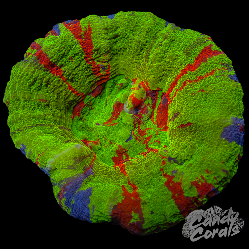 Ultra Gold Rim Scoly WYSIWYG 12