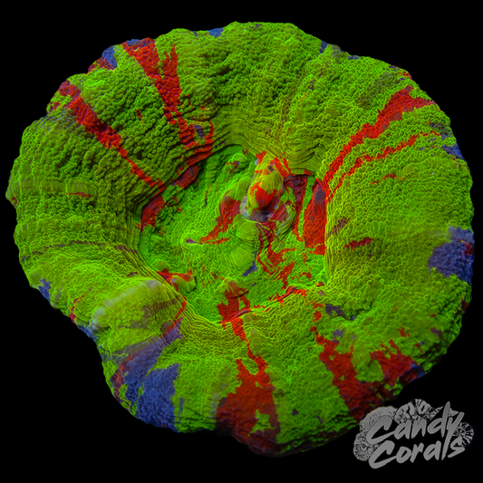 Ultra Gold Rim Scoly WYSIWYG 12