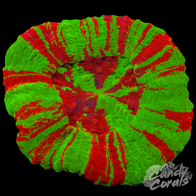 Bleeding Apple Scoly WYSIWYG 60