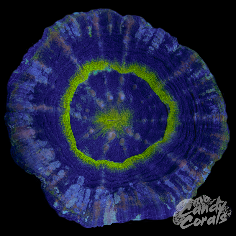 Purple UFO Scoly WYSIWYG 18