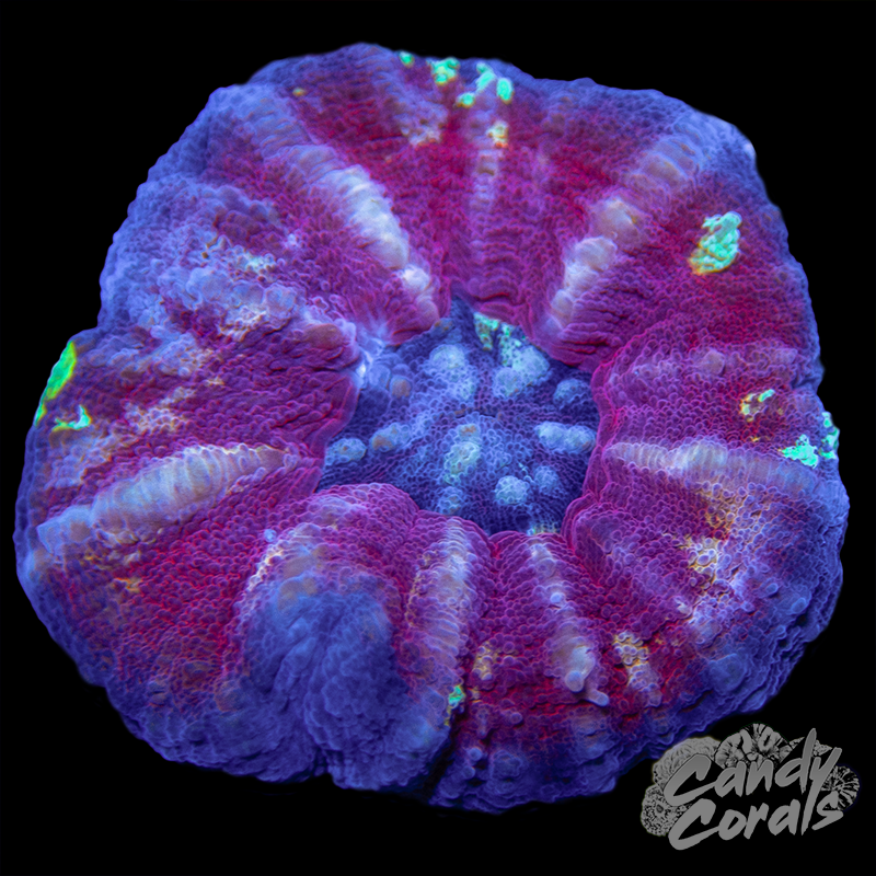 Mini Pastel Scoly WYSIWYG 17