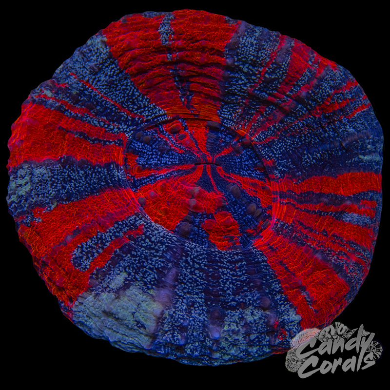 Galaxy War Paint Scoly WYSIWYG 6