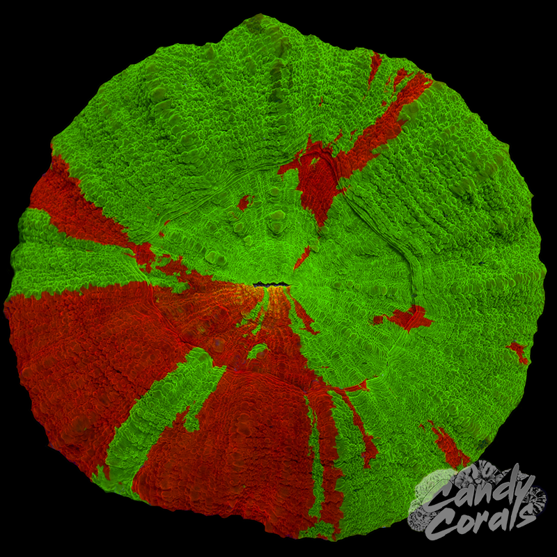 Bleeding Apple Scoly WYSIWYG 53