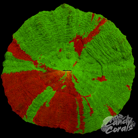 Bleeding Apple Scoly WYSIWYG 53