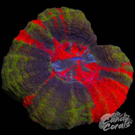 Ultra Master Scoly WYSIWYG 36