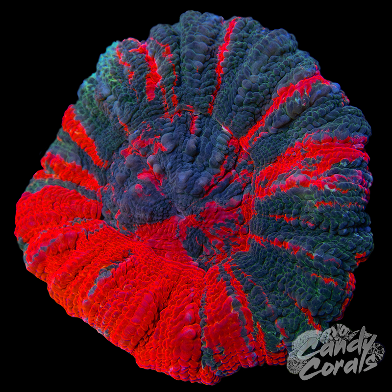 Ultra Scoly WYSIWYG 27