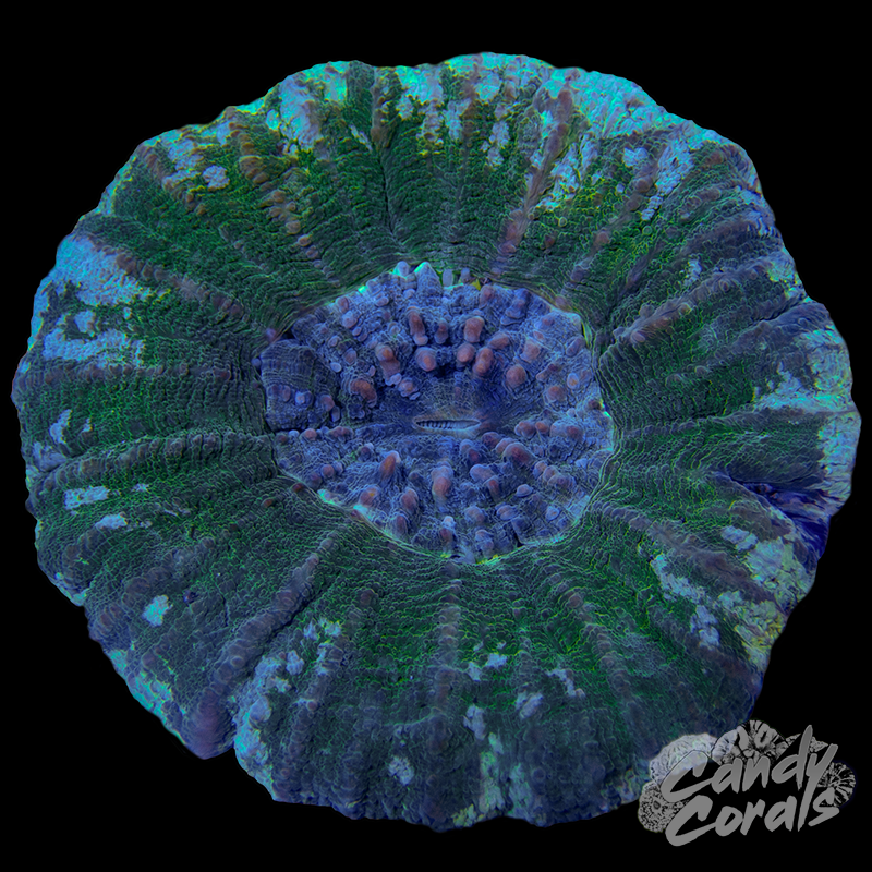 Dark Green Scoly WYSIWYG 2