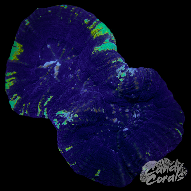 Triple Head Purple And White Scoly WYSIWYG 2