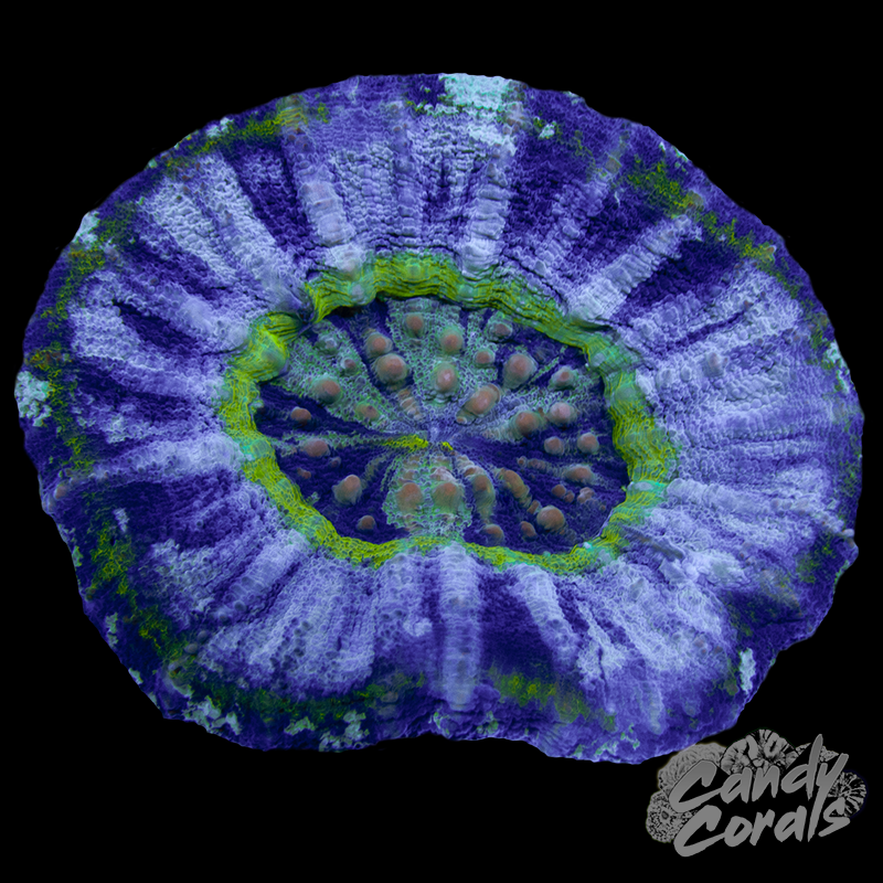 Toxic Scoly WYSIWYG 7