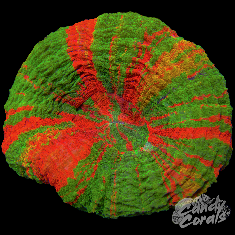 Ultra Scoly WYSIWYG 15