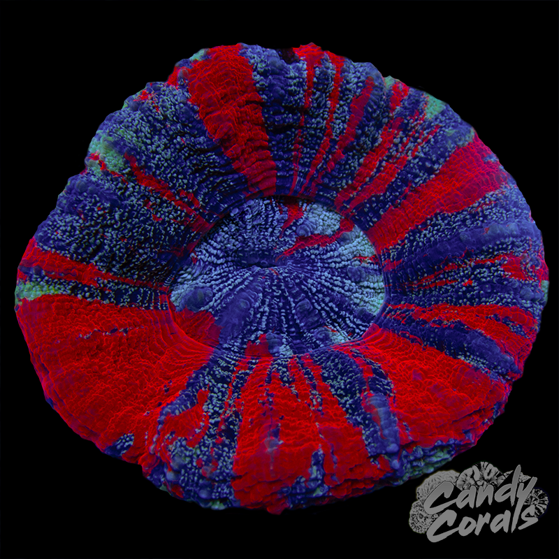 Galaxy War Paint Scoly WYSIWYG 28