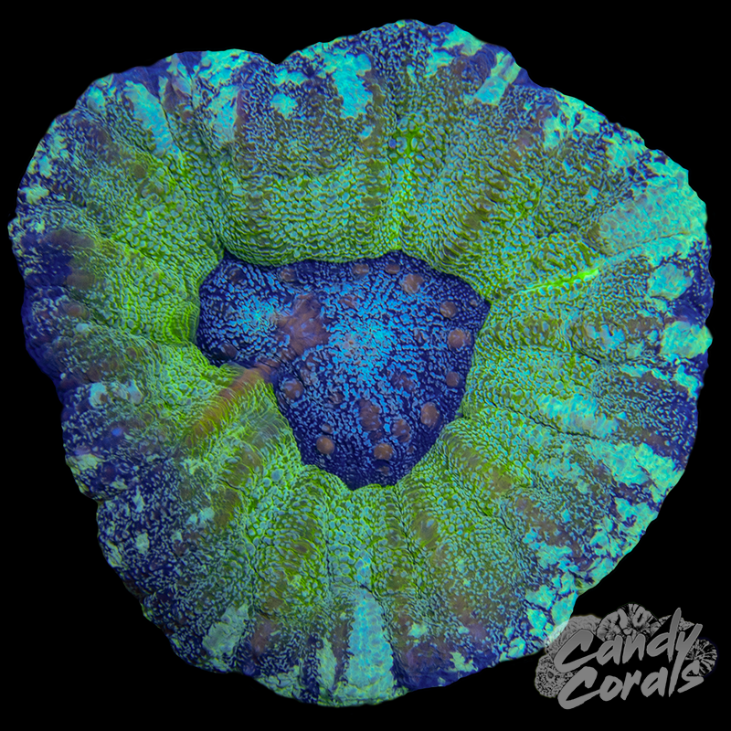 UFO Scoly WYSIWYG 13