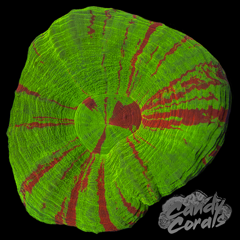 Assorted Bleeding Apple Scoly