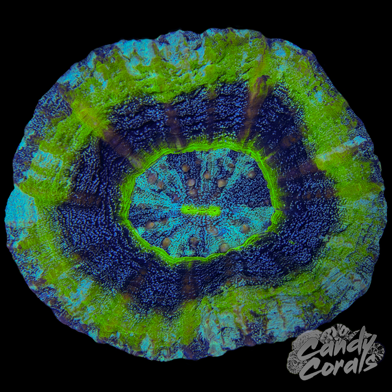 UFO Scoly WYSIWYG 14