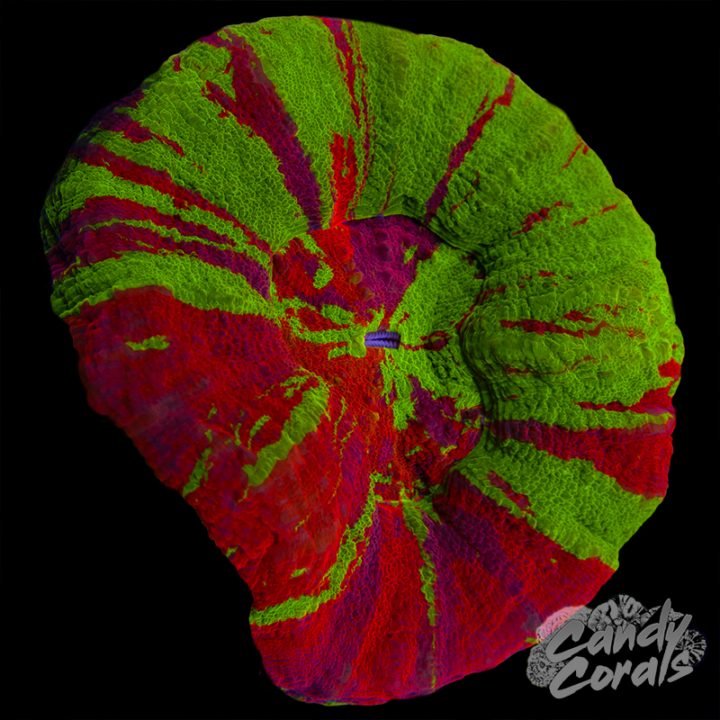 Bleeding Apple Scoly WYSIWYG 18
