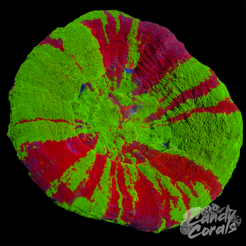 Bleeding Apple Scoly WYSIWYG 96