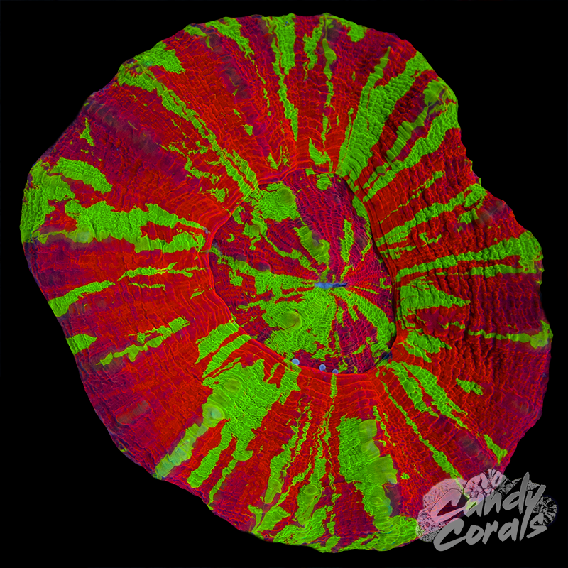 Bleeding Apple Scoly WYSIWYG 19