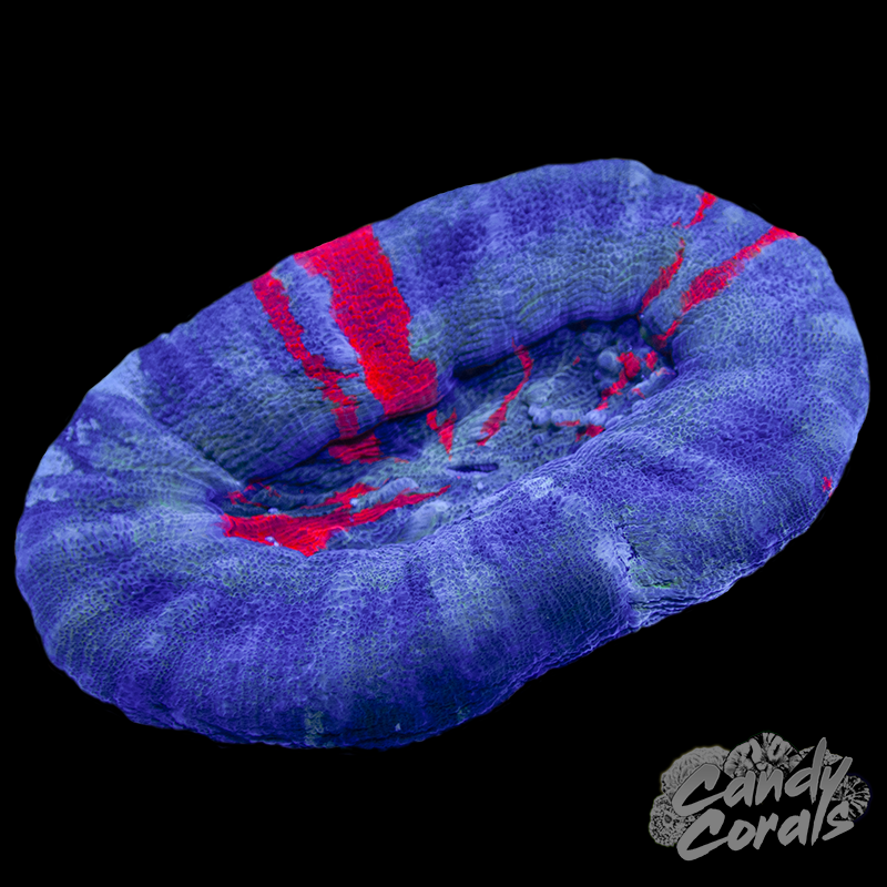 War Paint Scoly WYSIWYG 21