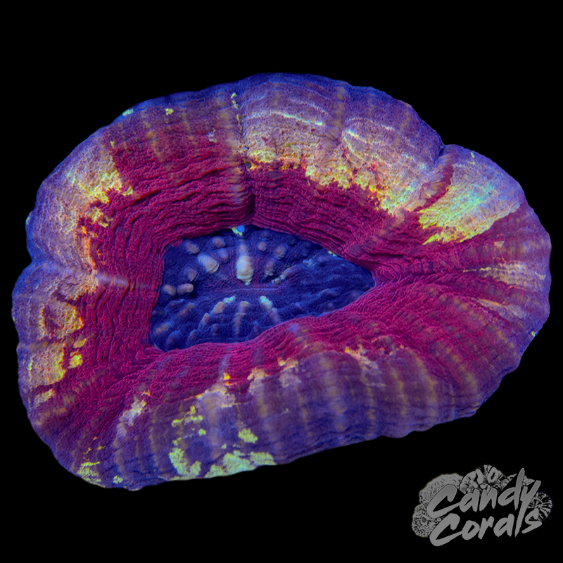 Pastel Scoly WYSIWYG 15