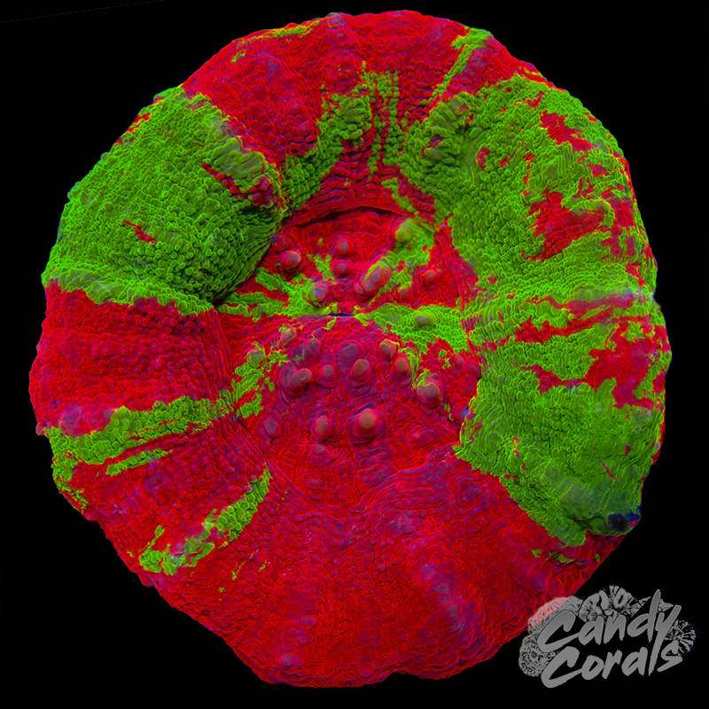 Bleeding Apple Scoly WYSIWYG 97