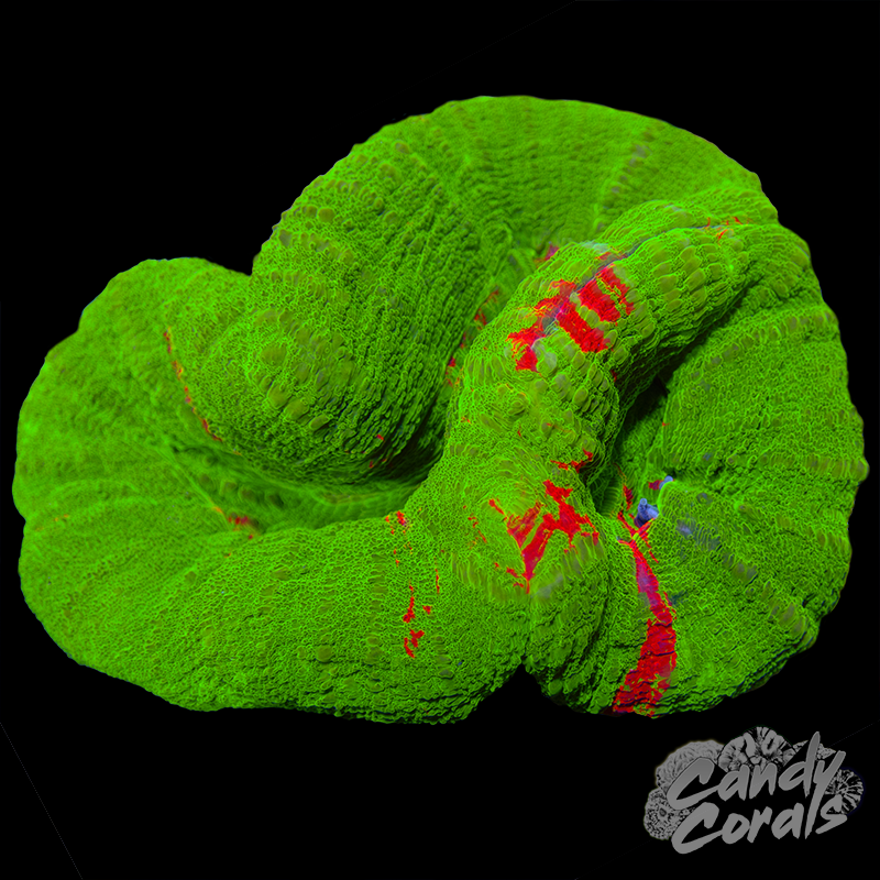 Double Head Ultra Bleeding Apple Scoly WYSIWYG 6