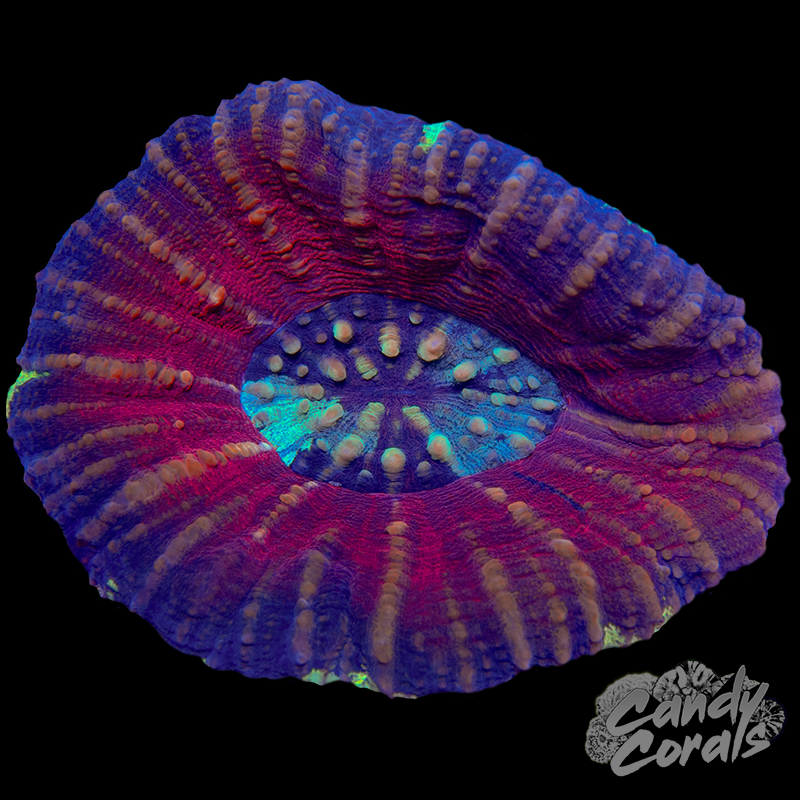 Pastel Scoly WYSIWYG 16