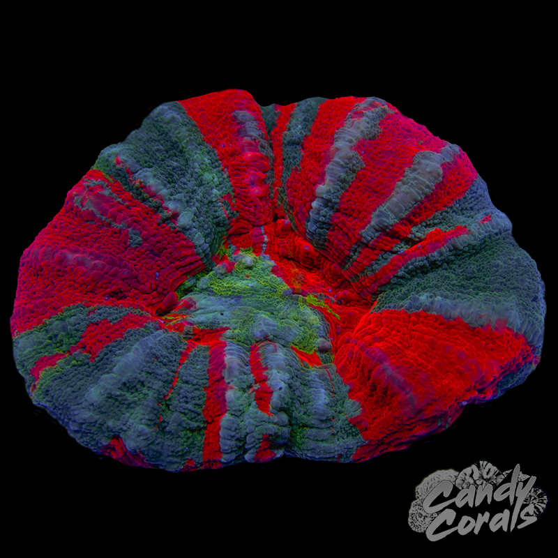 Dark Bleeding Apple Scoly WYSIWYG 5