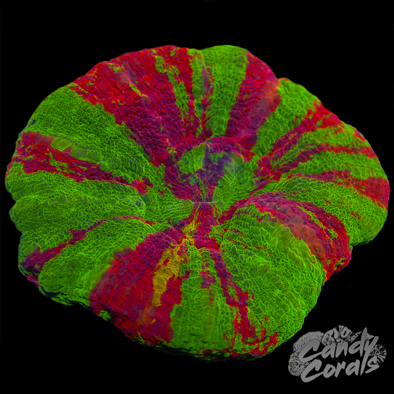 Orange Streak Bleeding Apple Scoly WYSIWYG 99