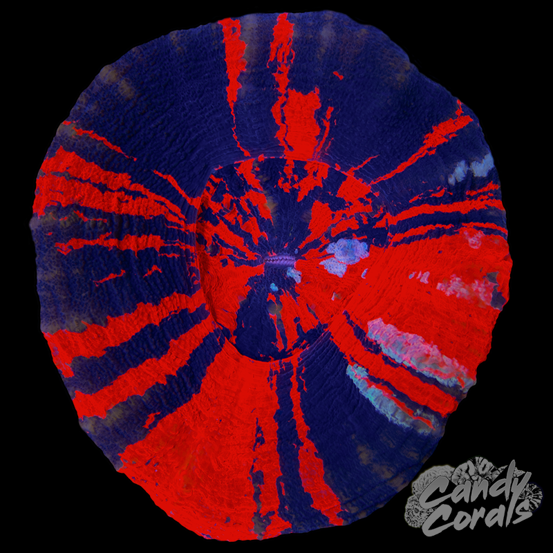 War Paint Scoly WYSIWYG 70