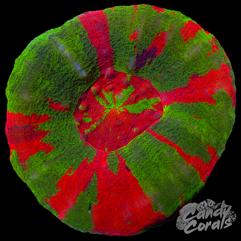 Bleeding Apple Scoly WYSIWYG 68