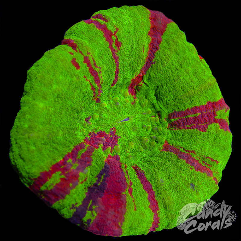 Bleeding Apple Scoly WYSIWYG 1