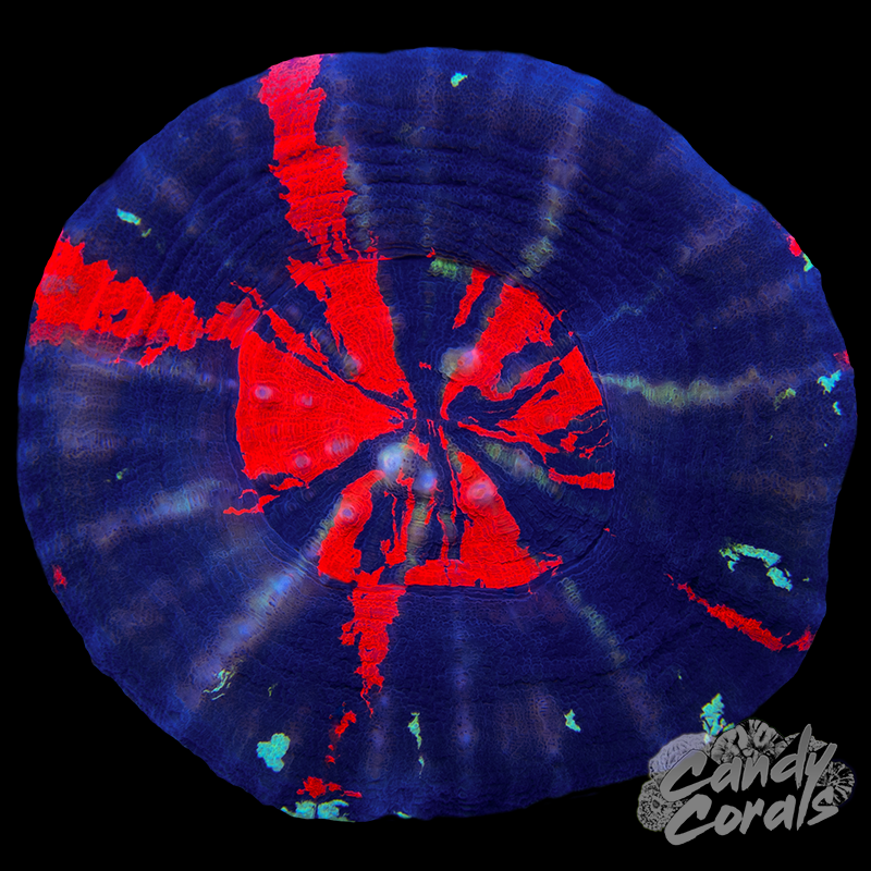 War Paint Scoly WYSIWYG 71