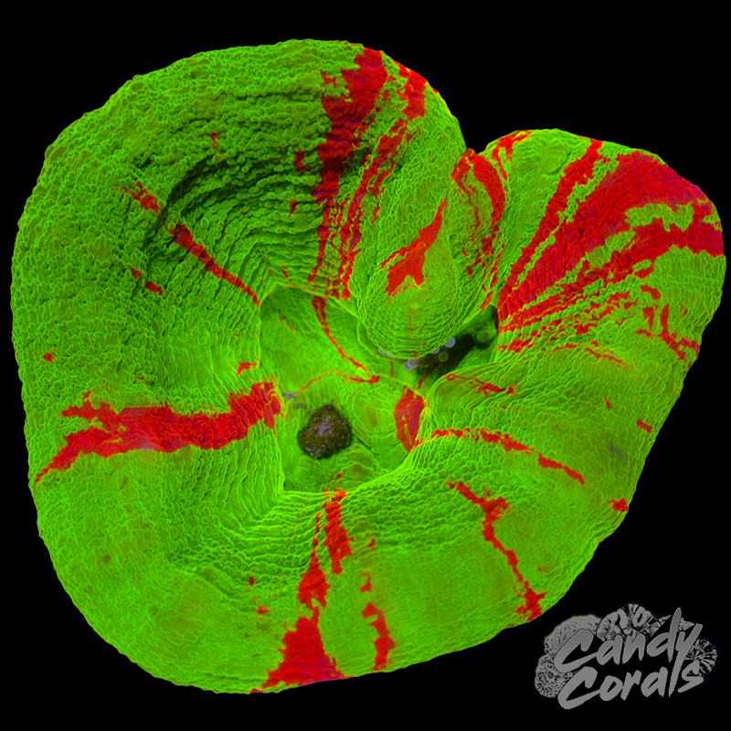 Bleeding Apple Scoly WYSIWYG 69