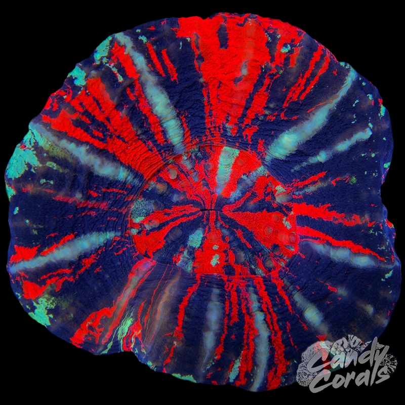 War Paint Scoly WYSIWYG 72