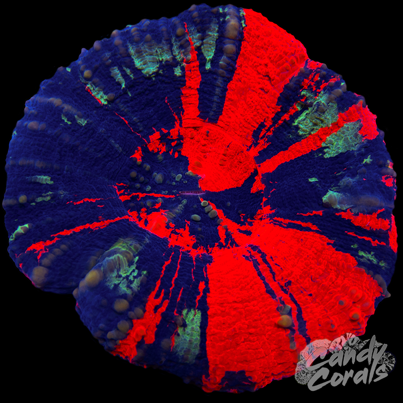 War Paint Scoly WYSIWYG 73