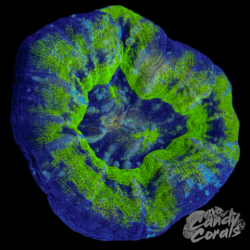 Double Mouth UFO Scoly WYSIWYG 17