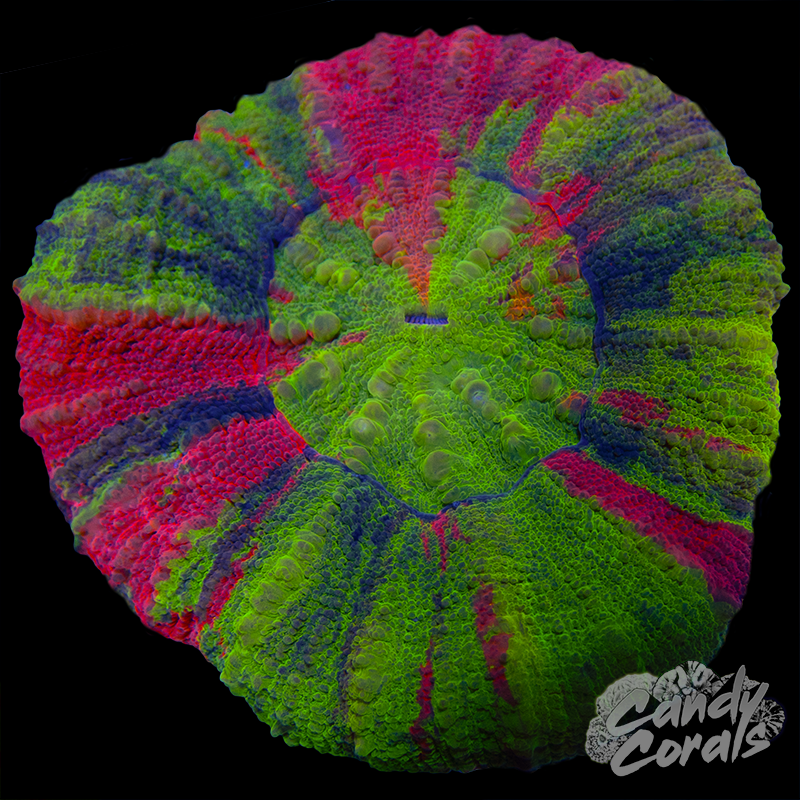 Bleeding Apple Scoly WYSIWYG 7