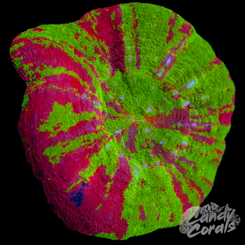 Bleeding Apple Scoly WYSIWYG 6