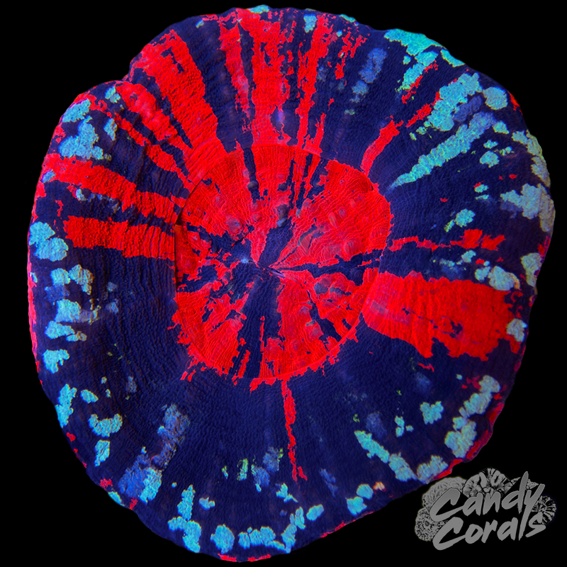 War Paint Scoly WYSIWYG 78