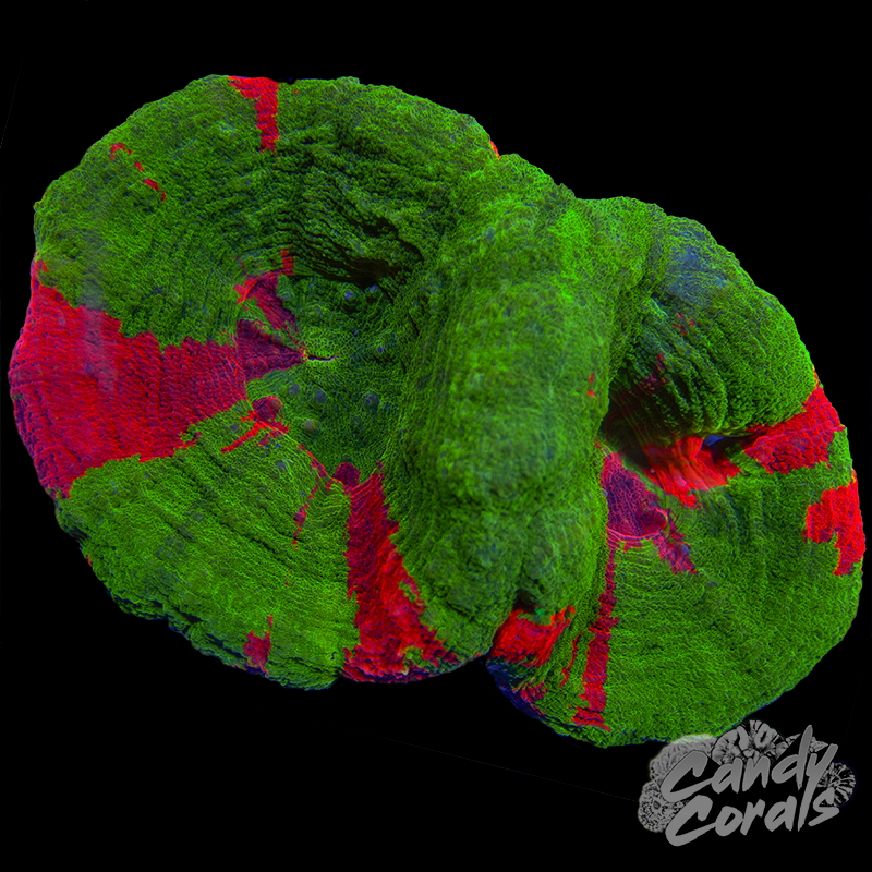 Double Head Ultra Bleeding Apple Scoly WYSIWYG 7