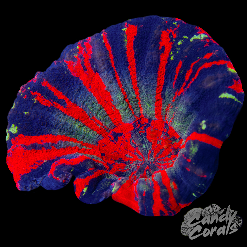 War Paint Scoly WYSIWYG 79