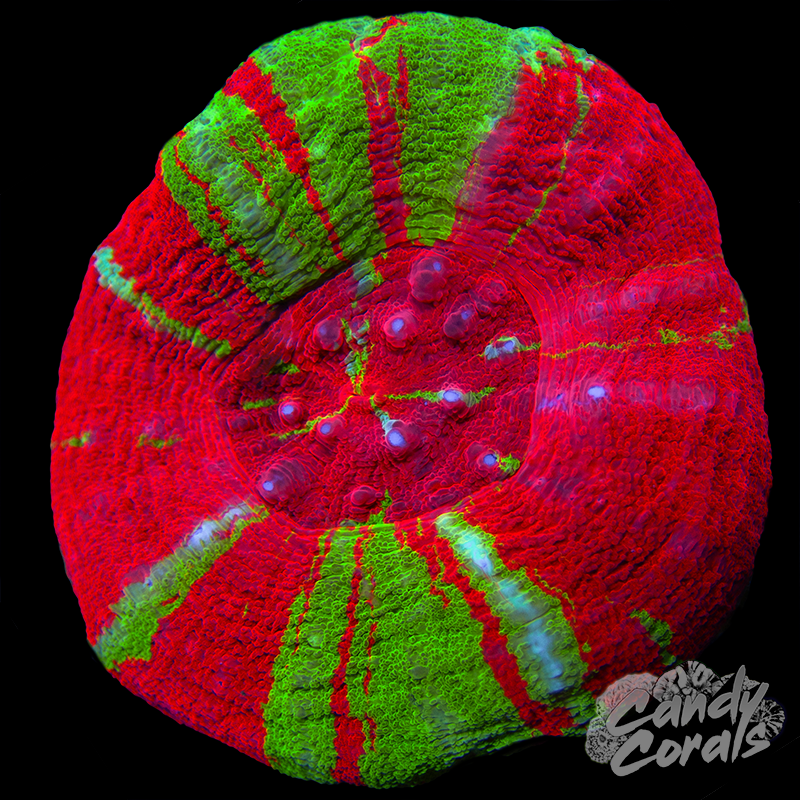 Bleeding Apple Scoly WYSIWYG 8