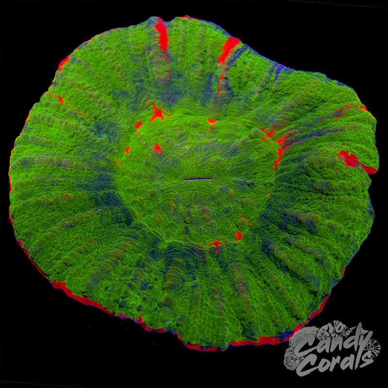 Red Streak Scoly WYSIWYG 7