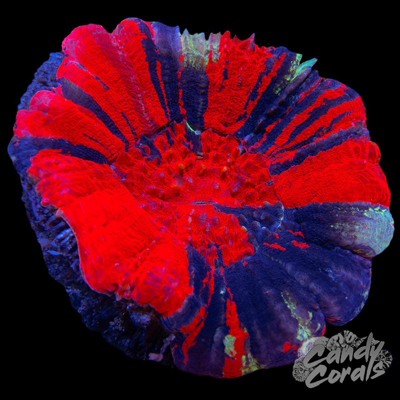 War Paint Scoly WYSIWYG 81