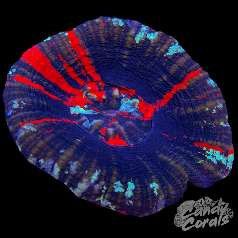 War Paint Scoly WYSIWYG 82