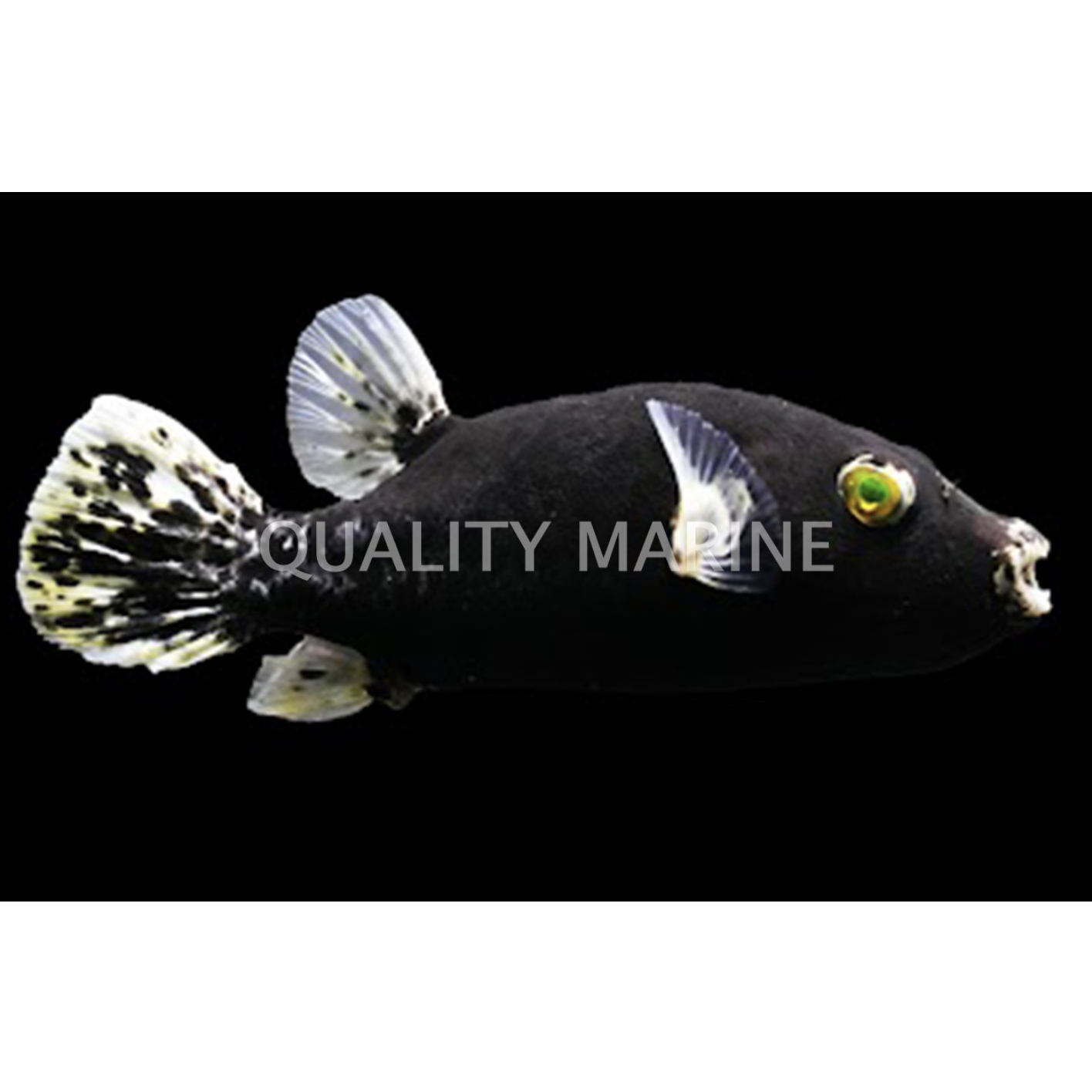 Midnight Dogface Puffer